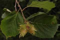 Corylus jacquemontii